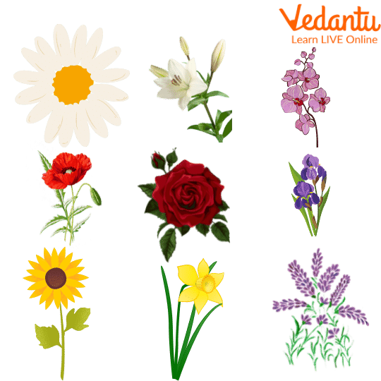 Different types of flowers