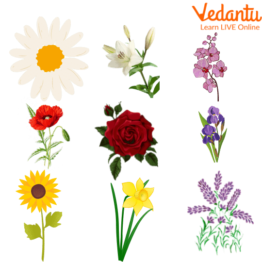 Different Types Of Flowers And Their Names