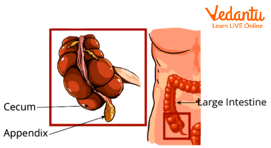 Appendix in Human