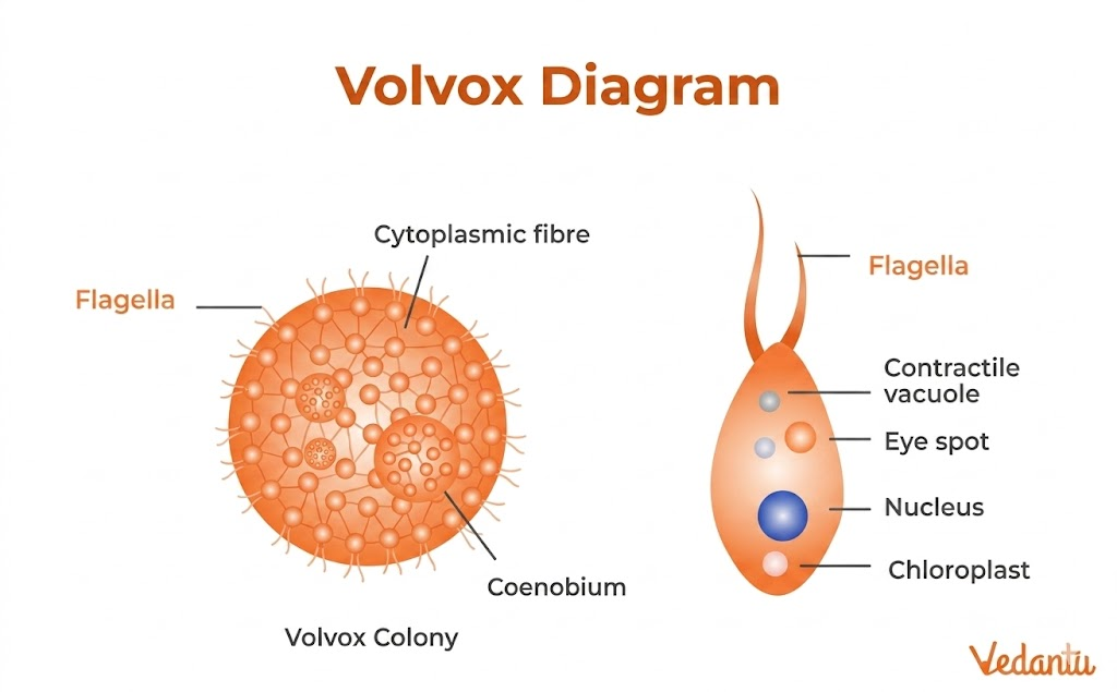 volvox diagram