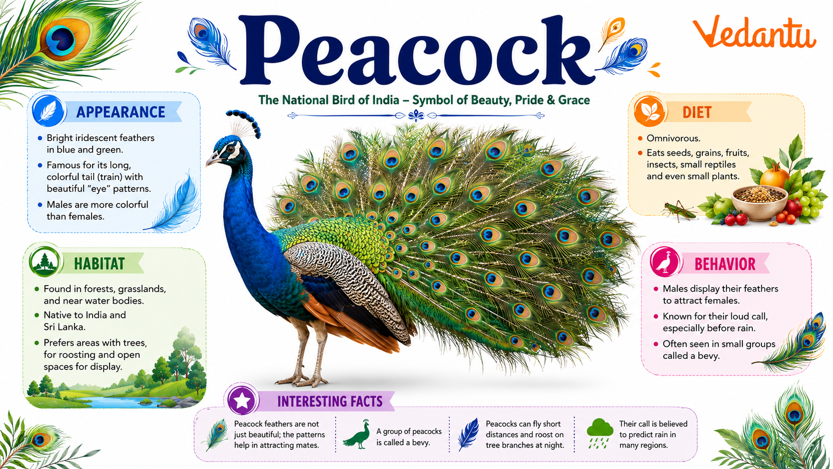 Peacock with colourful tail feathers spread wide