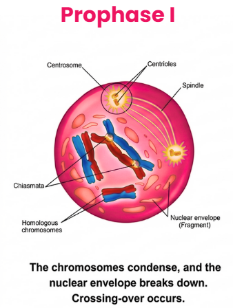 Meiosis I - Prophase 1