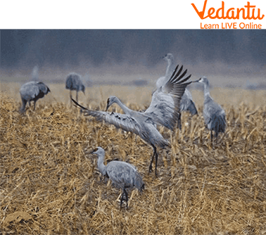 A Flock of Cranes also Called Sedge