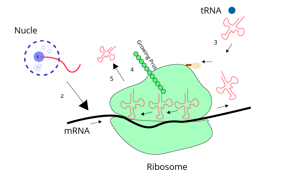 Translation process in protein synthesis.