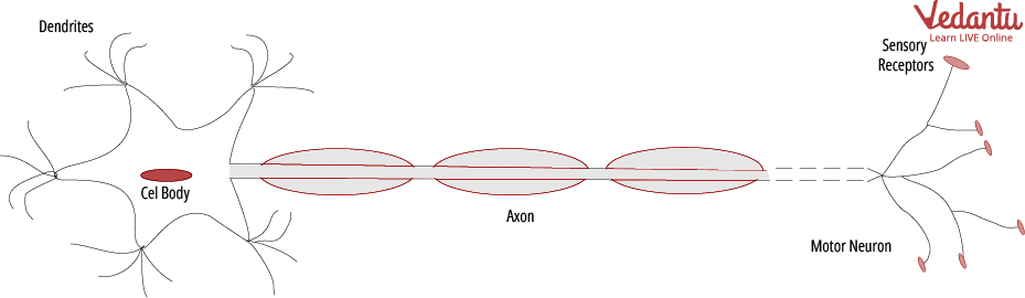 Motor Nerve