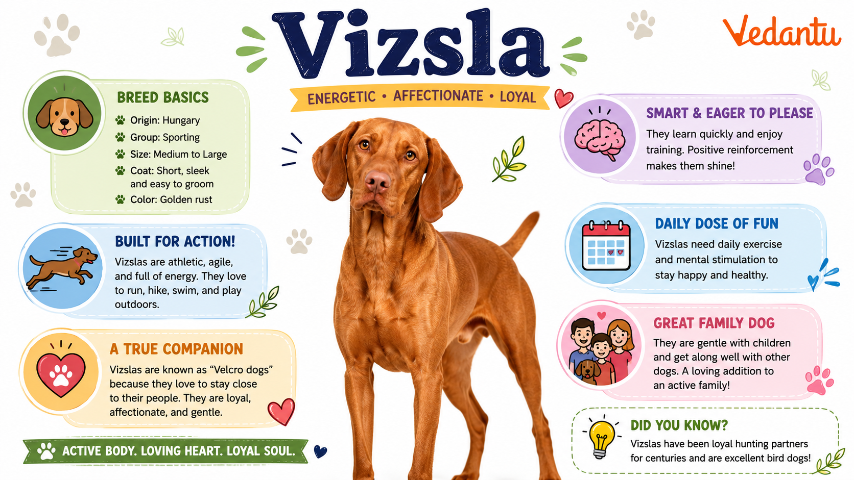 Vizsla dog standing in alert posture with golden rust coat