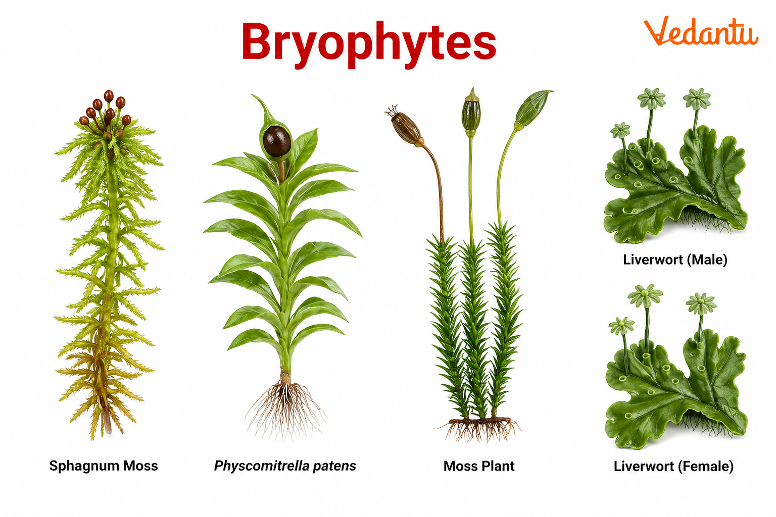 Bryophytes diagram