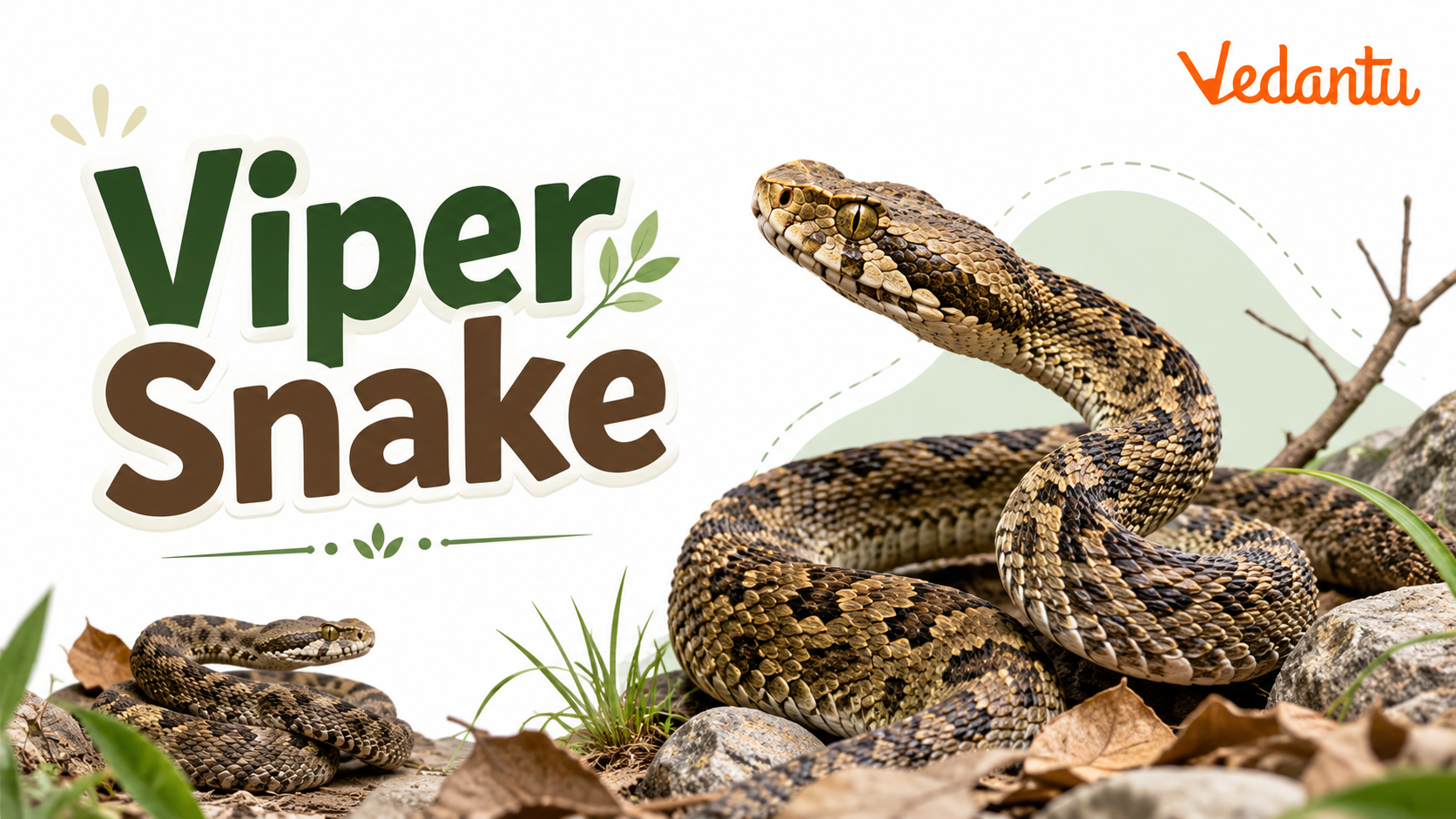 Viper Snake
