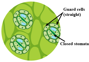 Closed Stomata