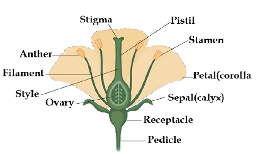 Angiosperm