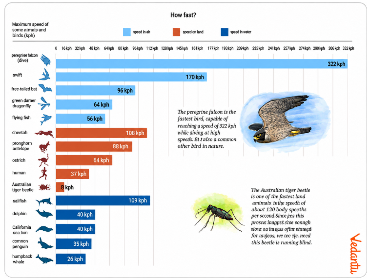 The following infographic shows the speeds of a few animals in air, on land, and in water. Can we call this graph a bar graph?