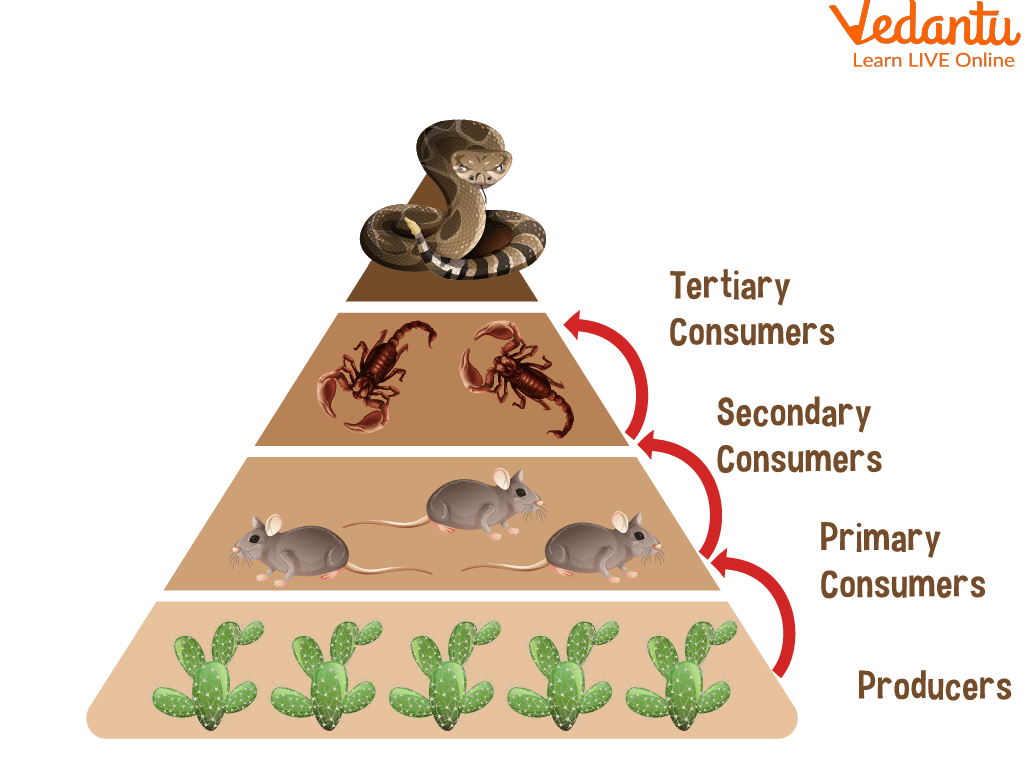 Example of Autotrophs and Heterotrophs