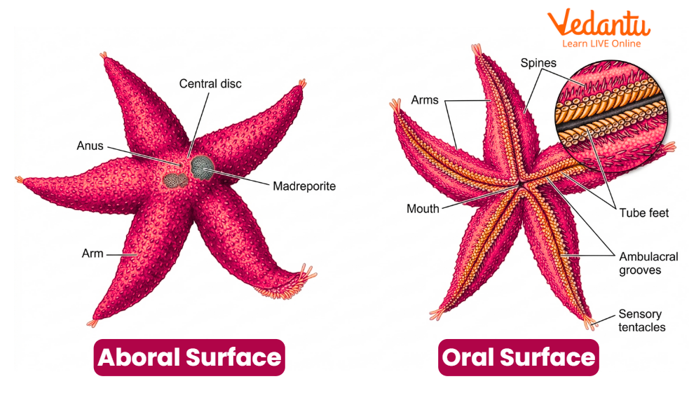 starfish diagram