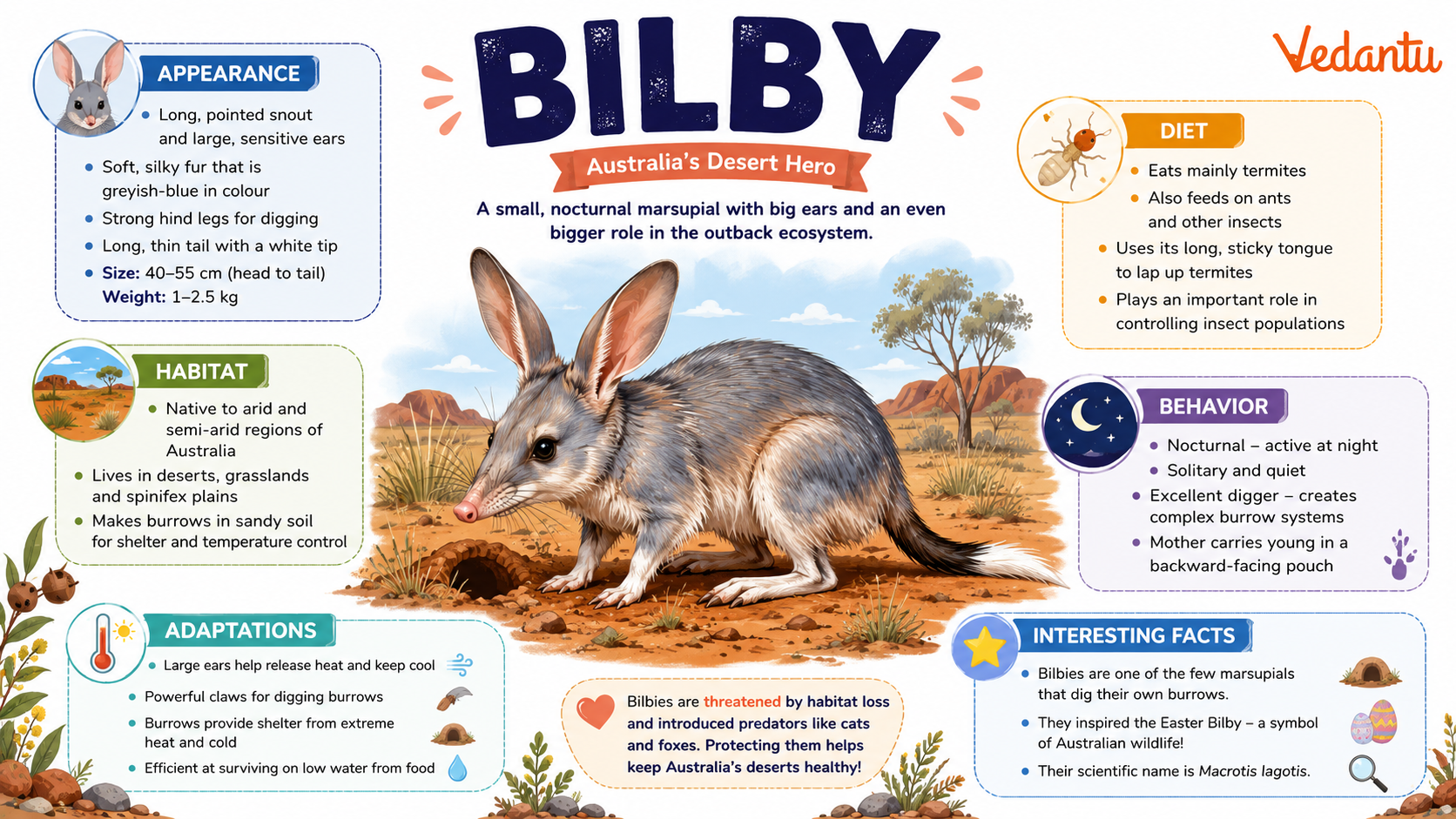 Bilby