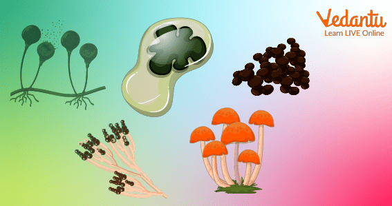 Different Types of Fungi