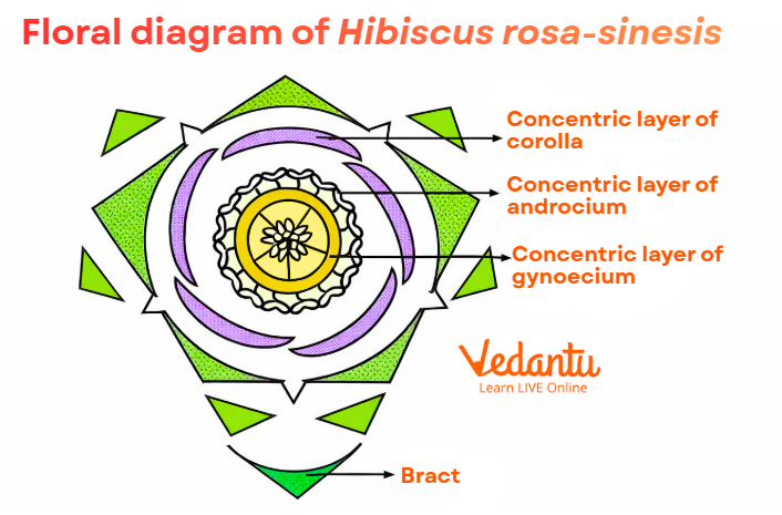 Floral diagram of Hibiscus rosa-sinesis