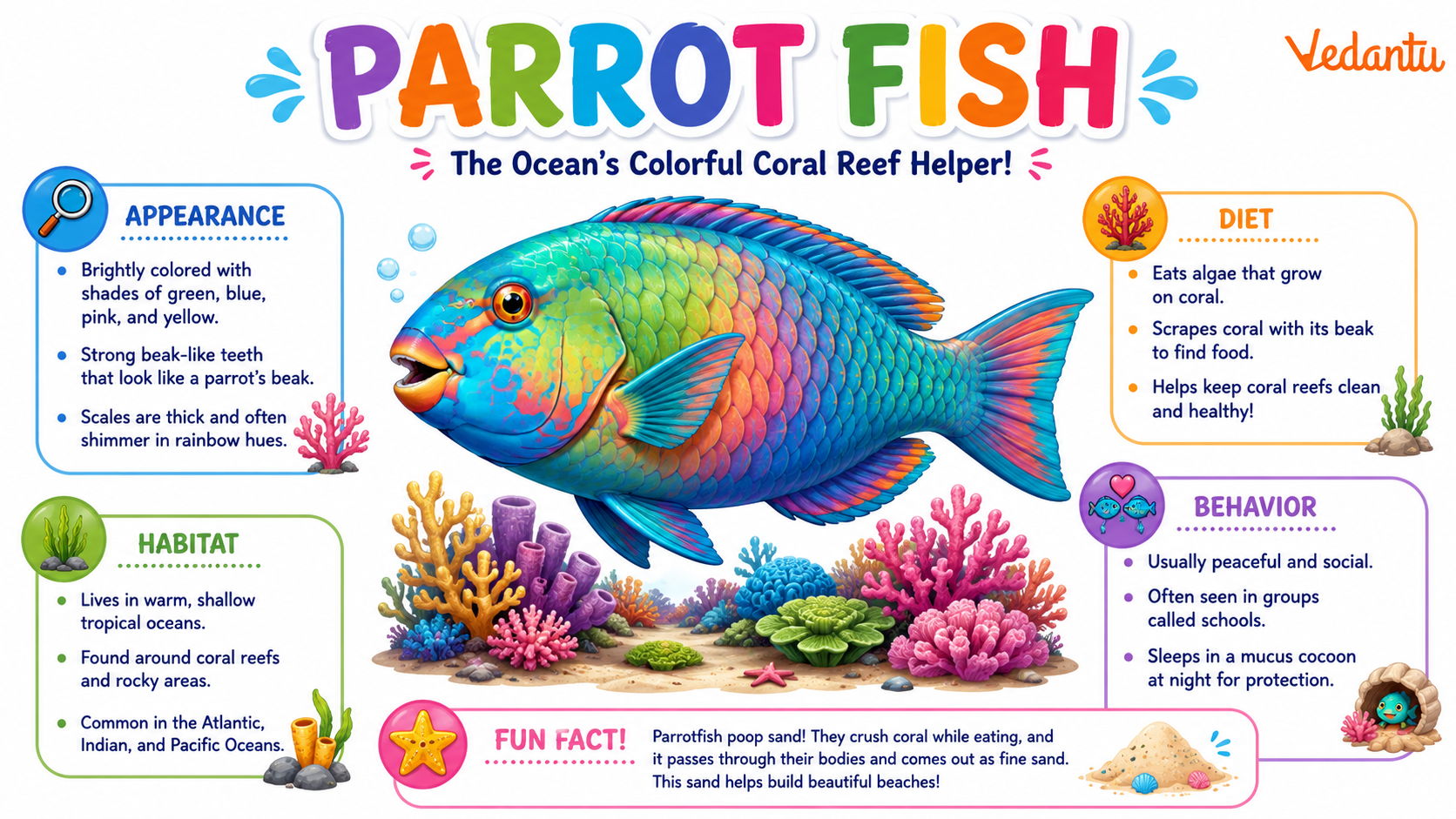 Parrot Fish swimming in coral reef habitat