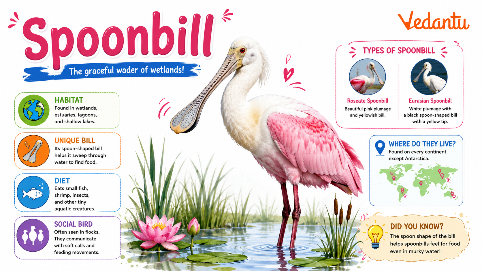 Spoonbill bird standing in shallow water