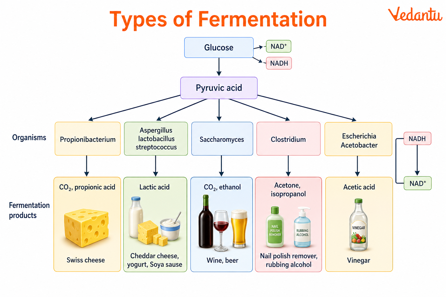 Types of Fermentation Diagram