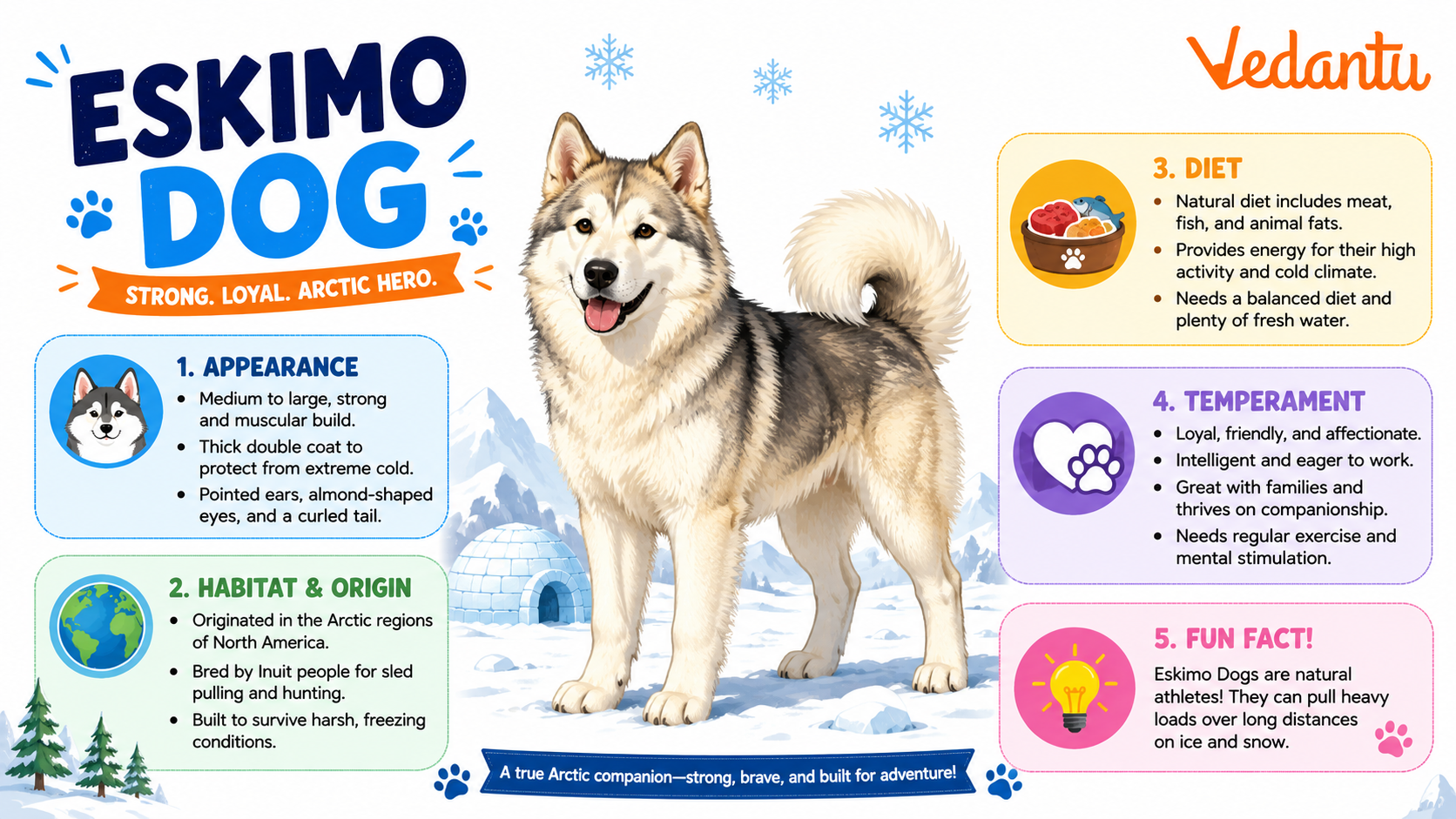 Eskimo Dog with fluffy white coat standing in snow