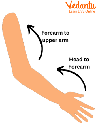 Three Components Make Up the Arm