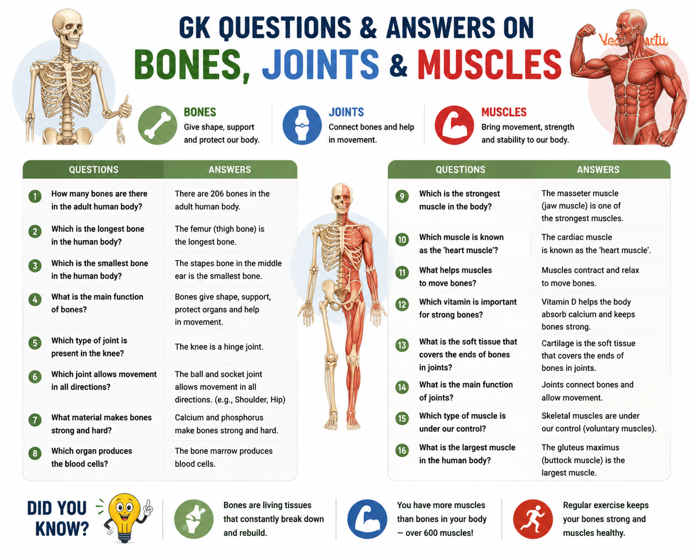 Gk Questions and Answers on Bones Joints and Muscles
