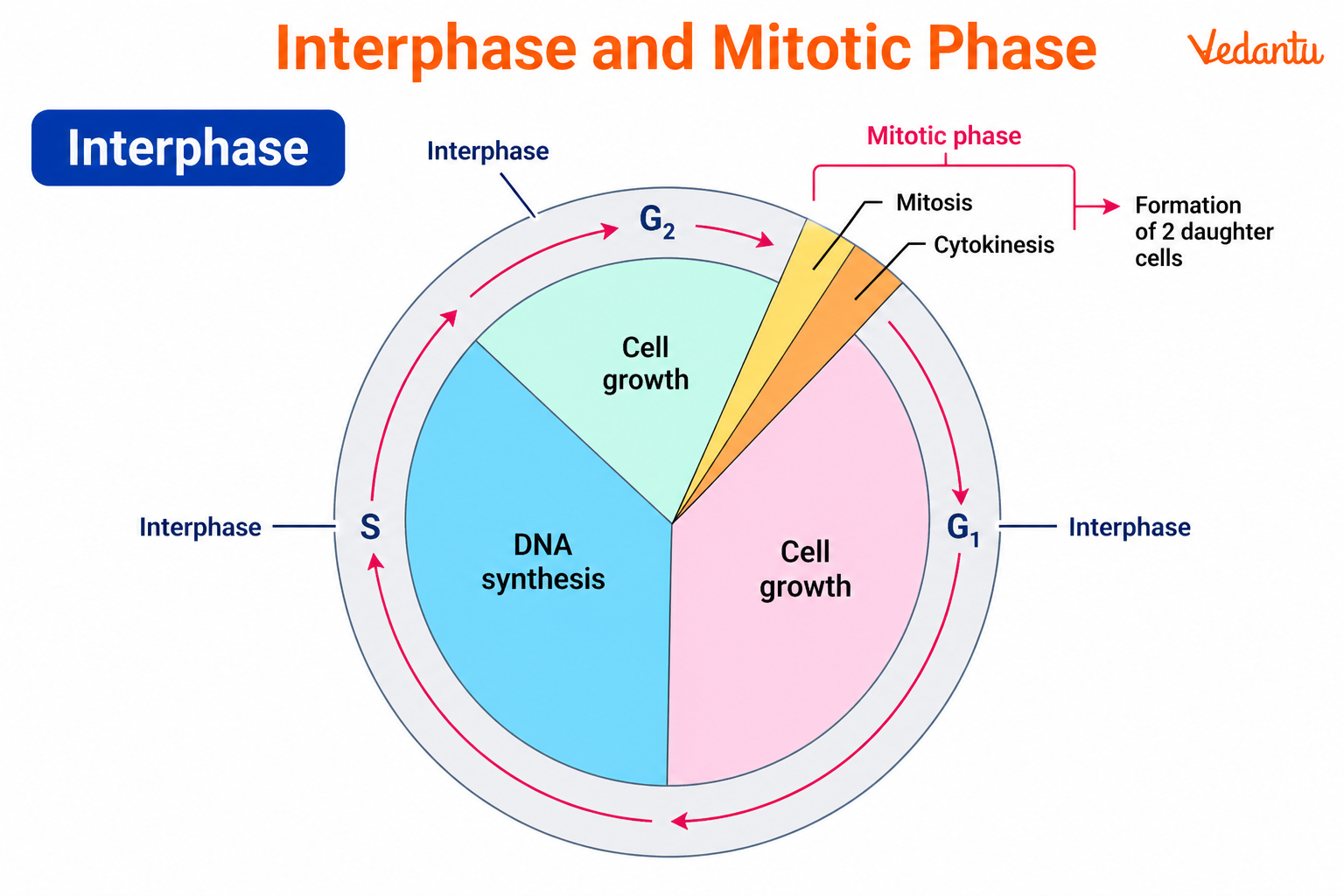 Interphase and mitotic phase diagram