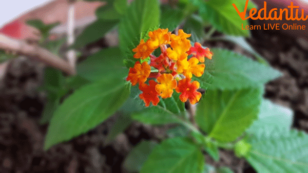 Poisonous Plant - Lantana