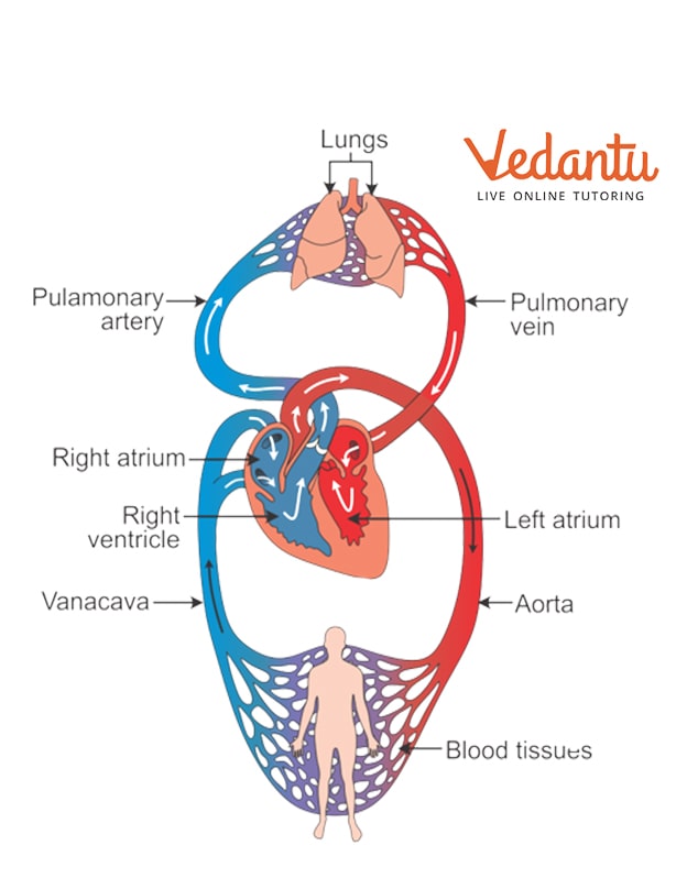 The Circulatory System