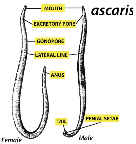 Male and female Ascaris