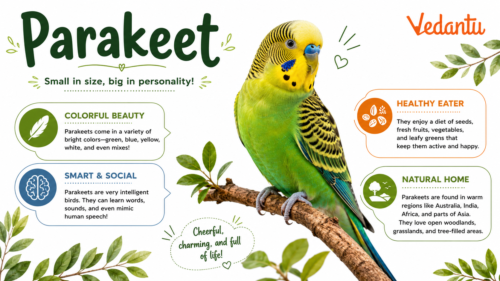 Parakeet bird with colourful feathers and curved beak