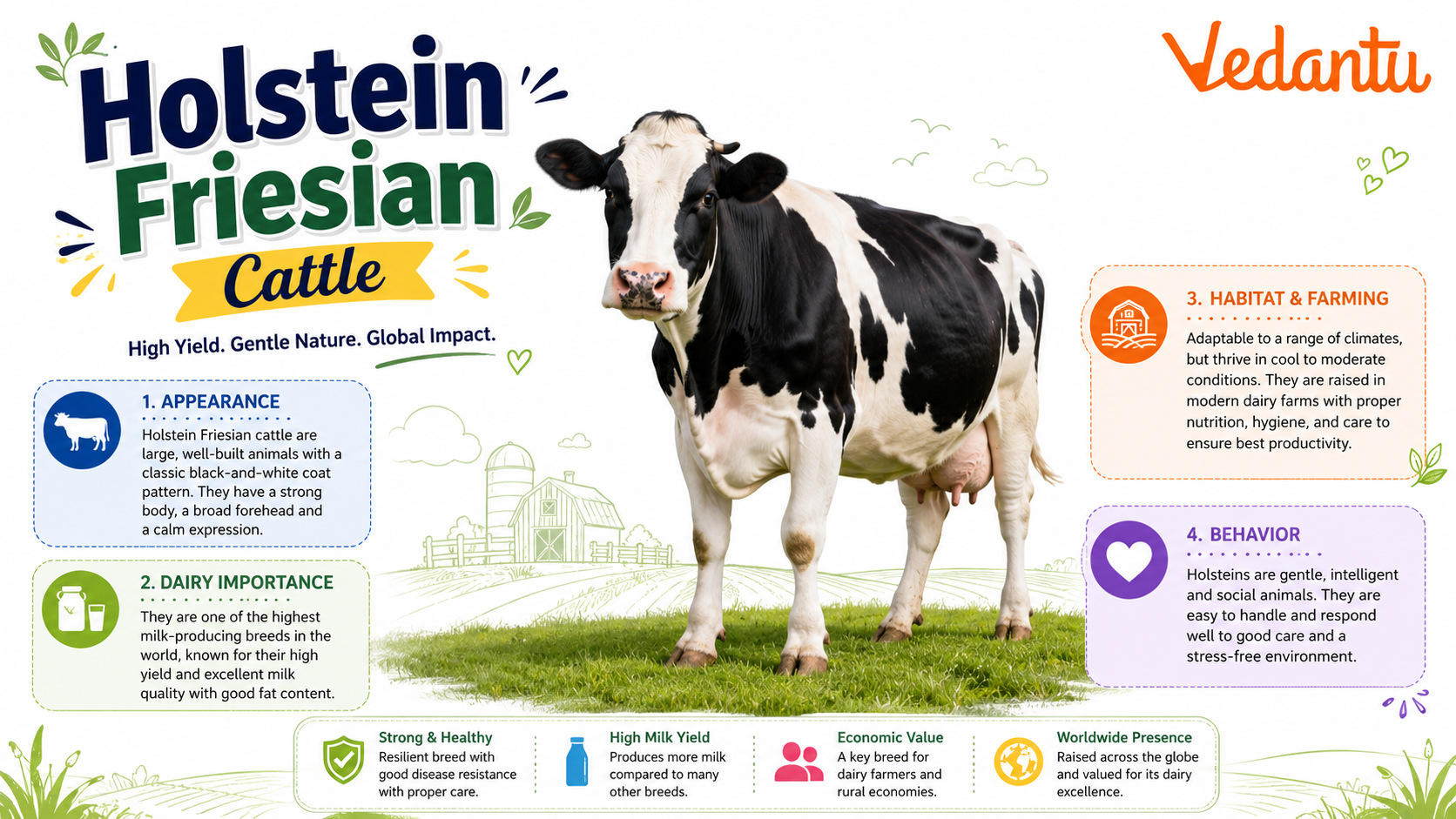 Holstein Friesian Cattle