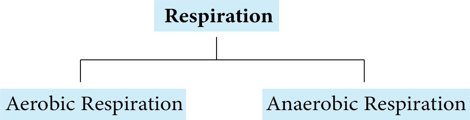 Types of Respiration Processes