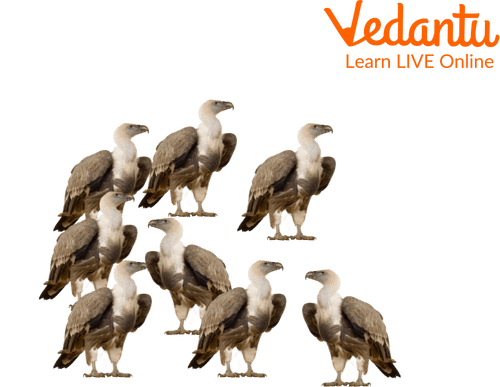 Flock of Vultures