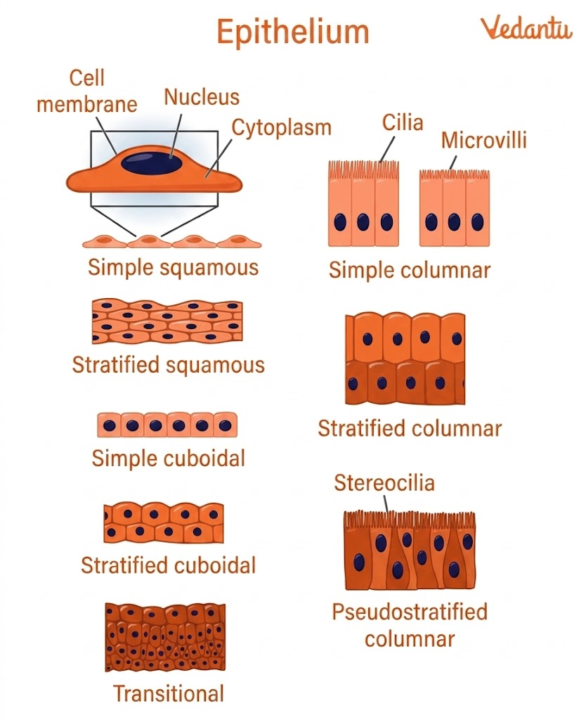 Epithelial cells