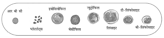 White Blood Cells