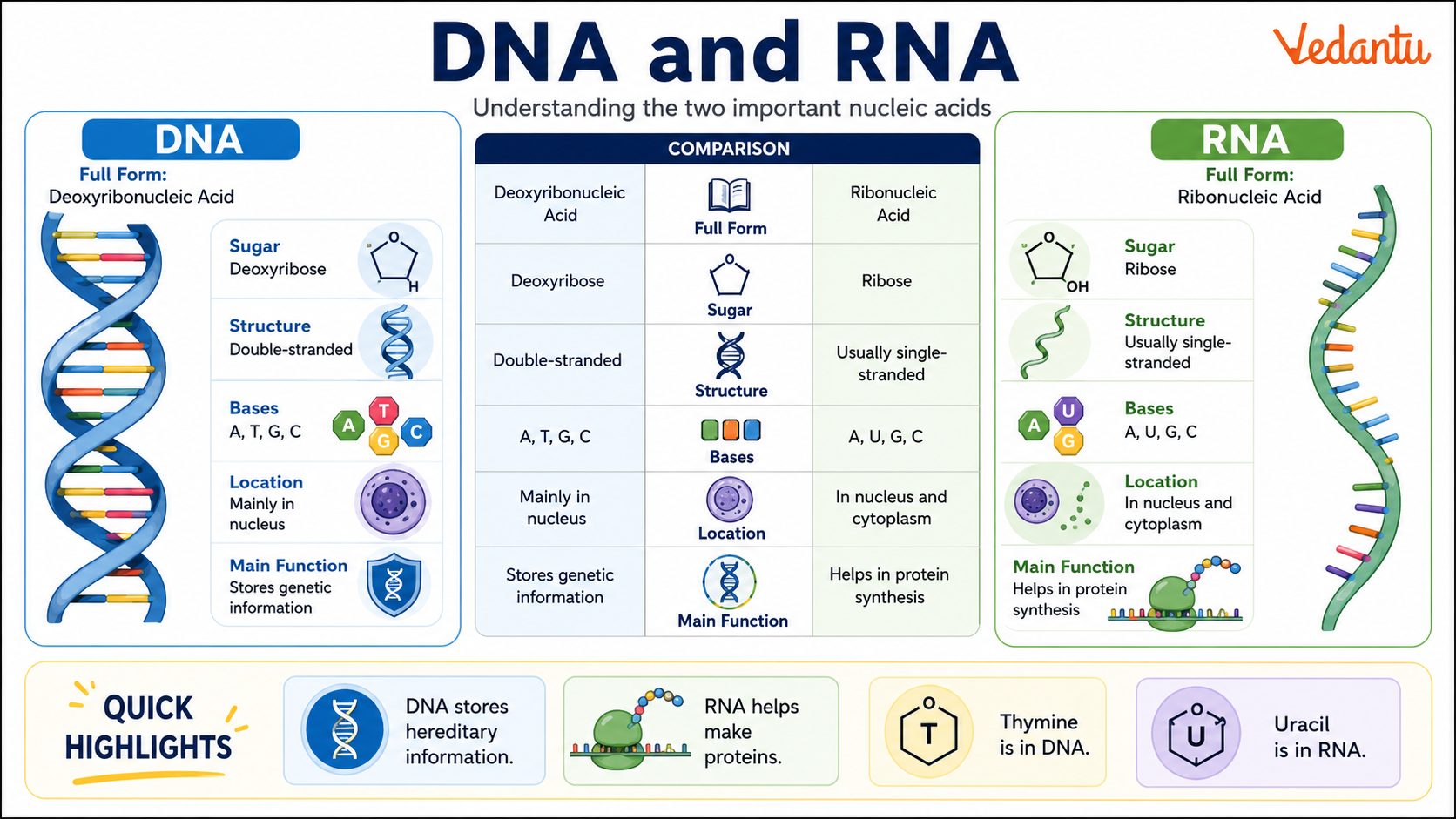 Difference Between DNA and RNA