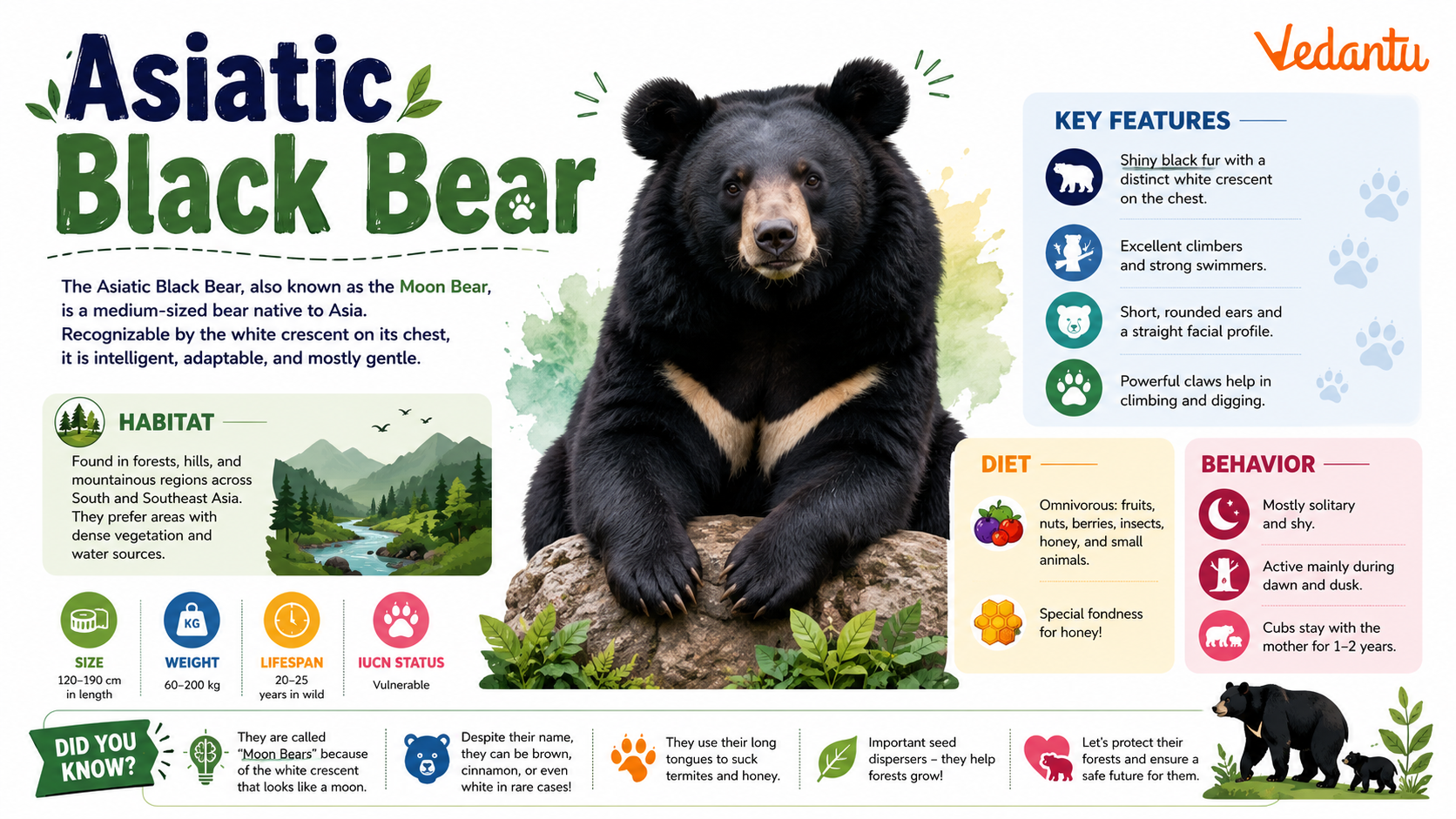 Asiatic Black Bear