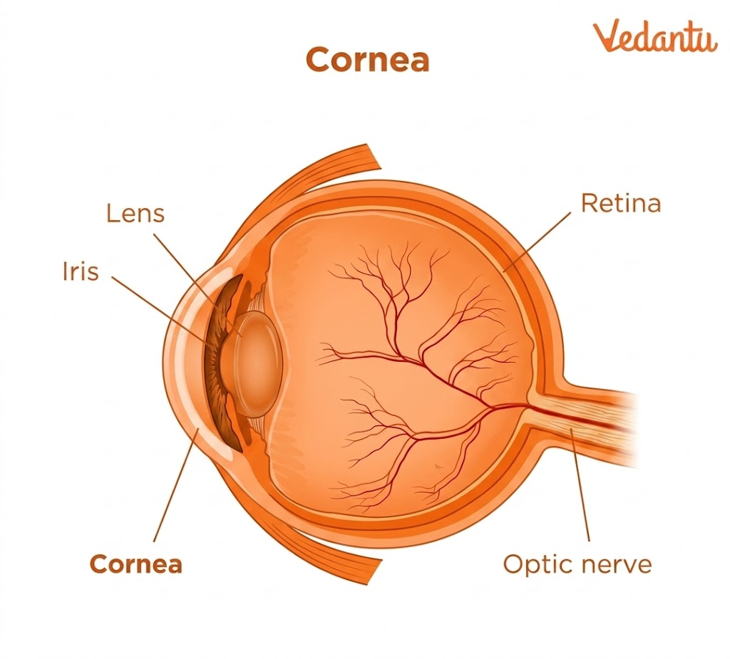 cornea diagram