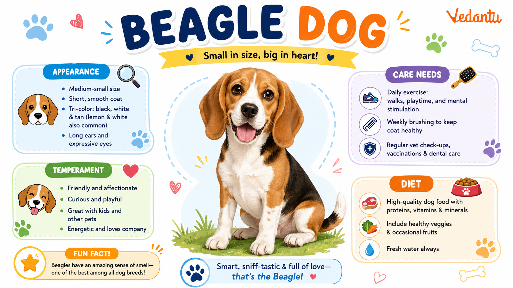 Beagle Dog