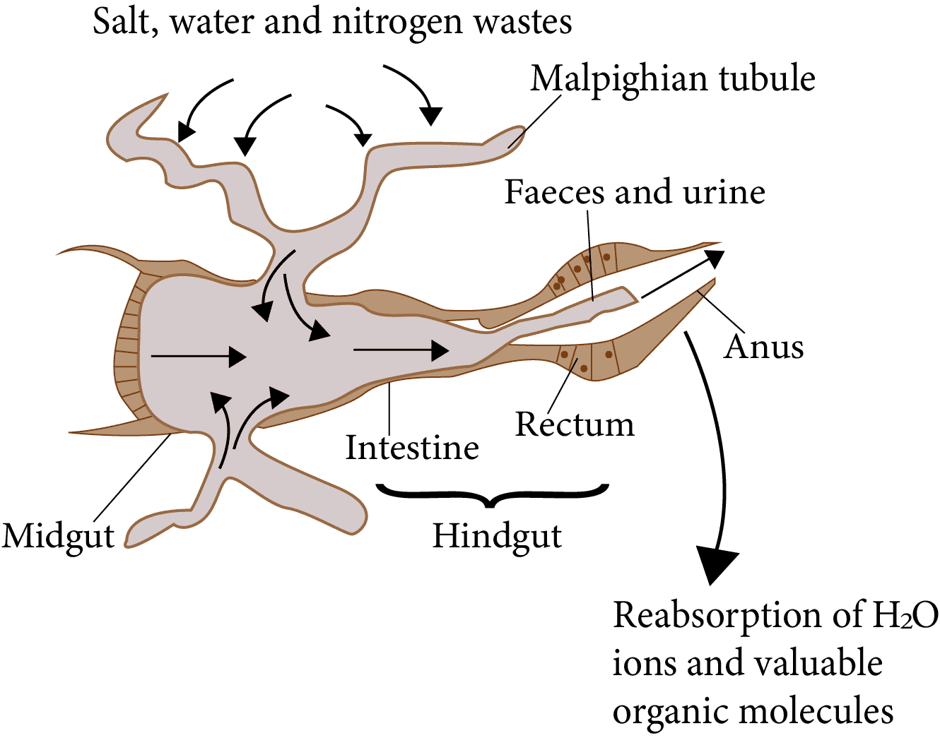 Nervous System of Cockroach