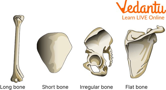 Types of Bones