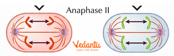 Meiosis II - Anaphase II