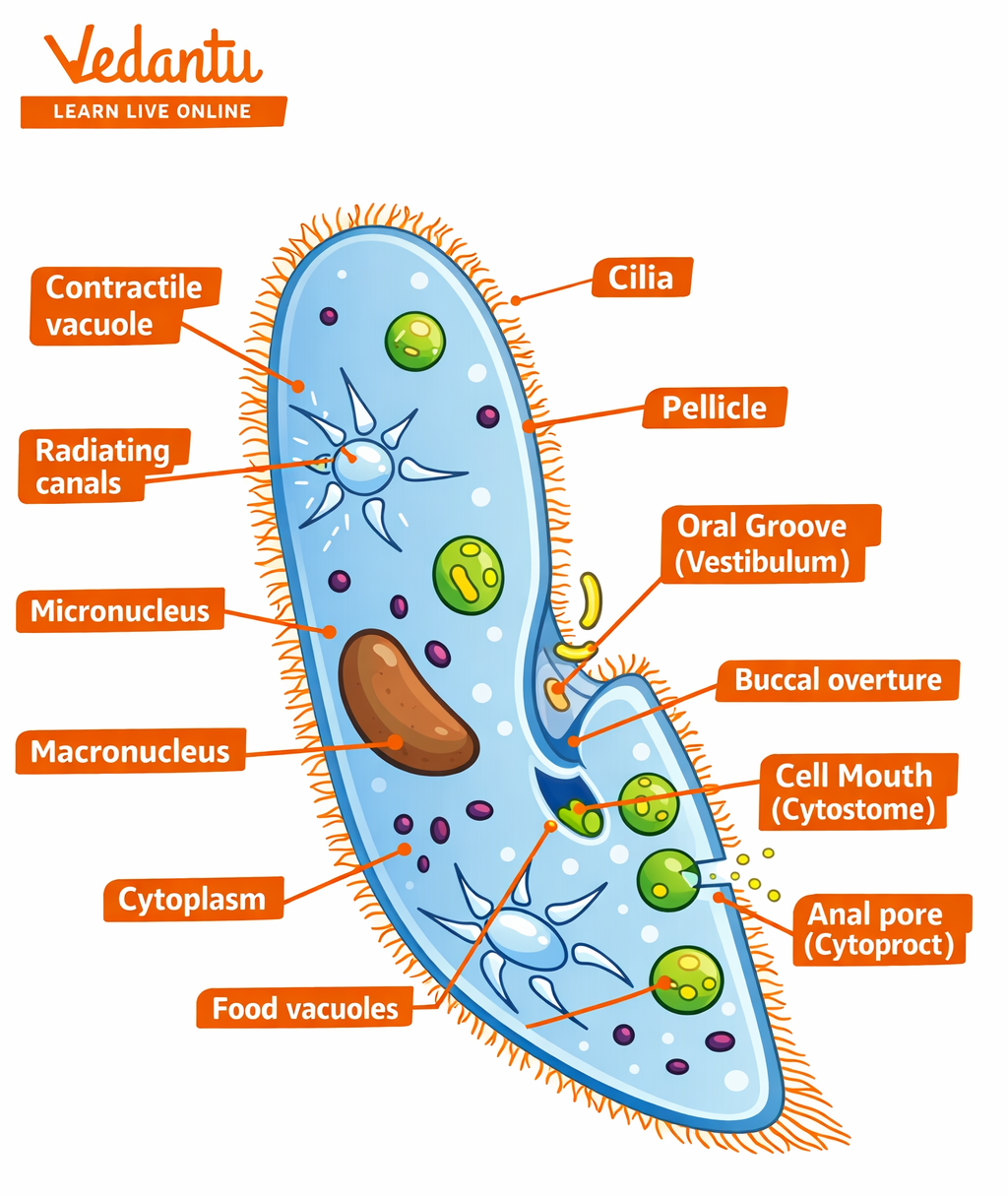 Protozoa - Paramecium