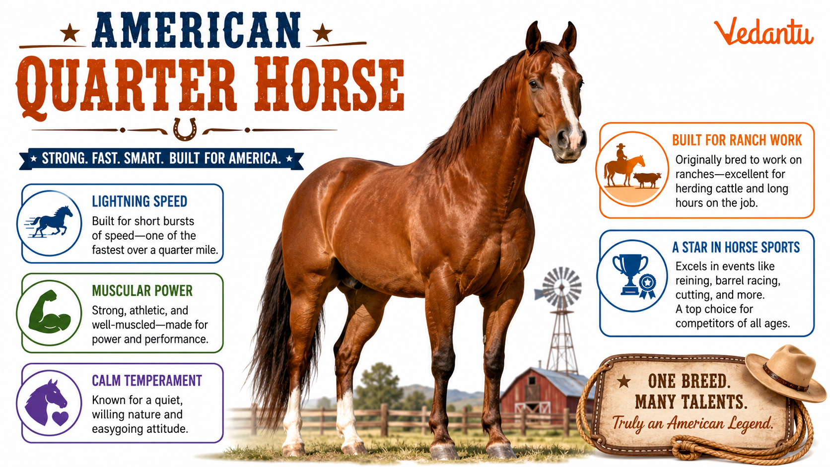 American Quarter Horse