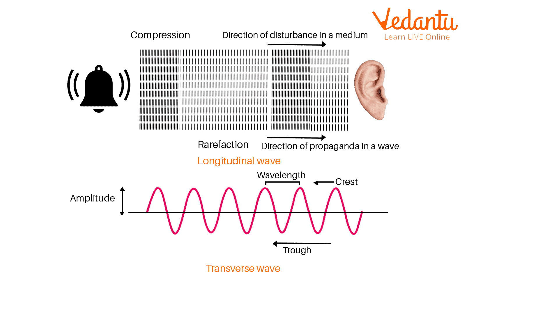 Longitudinal and Transverse Wave