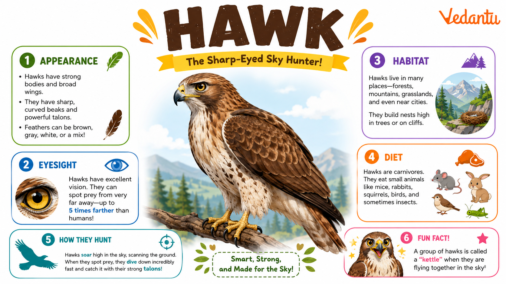 Hawk bird with wide wings flying in the sky