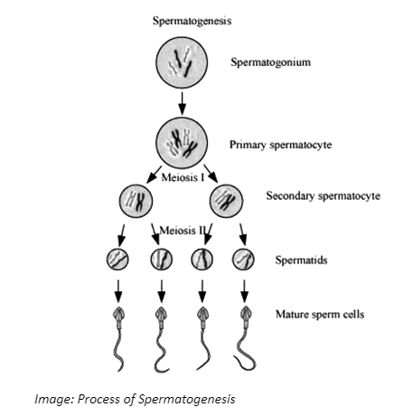 Process of Spermatogenesis