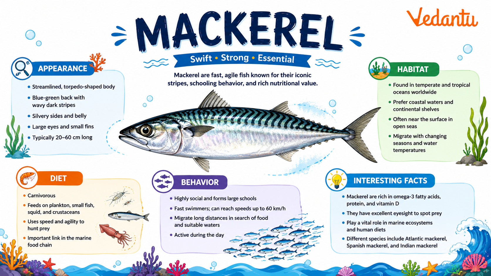 Mackerel fish swimming in the ocean