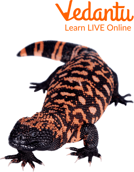 Gila monster